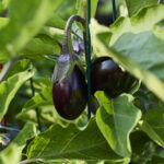 banquet solidaire (1.5)