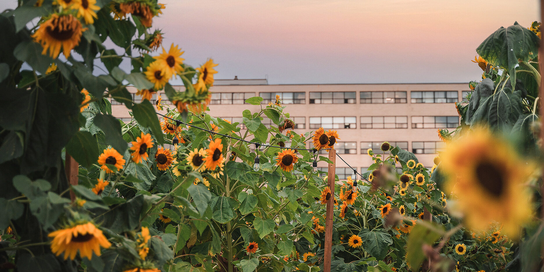 Champs de tournesol à La Prairie Louvain