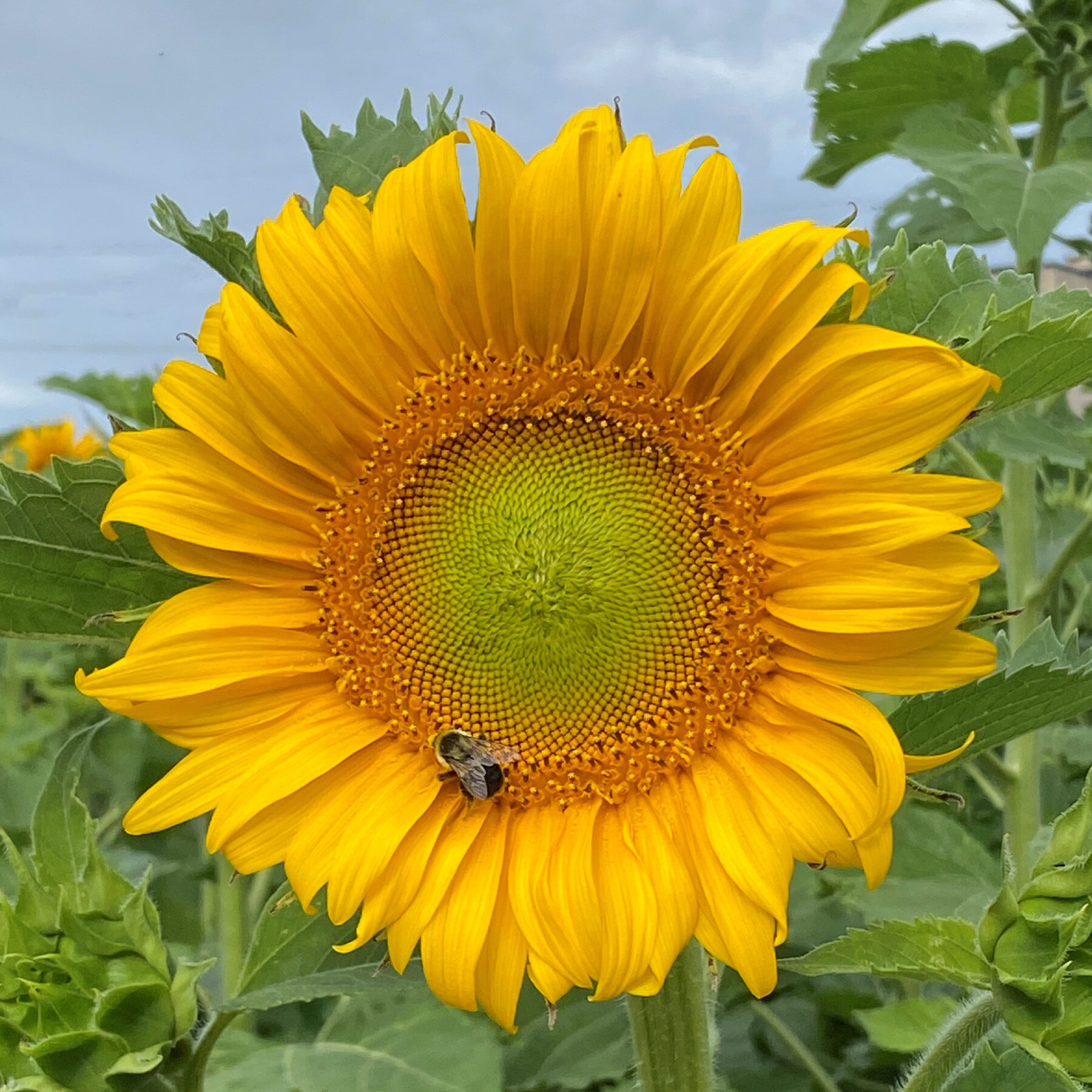 tournesol abeille